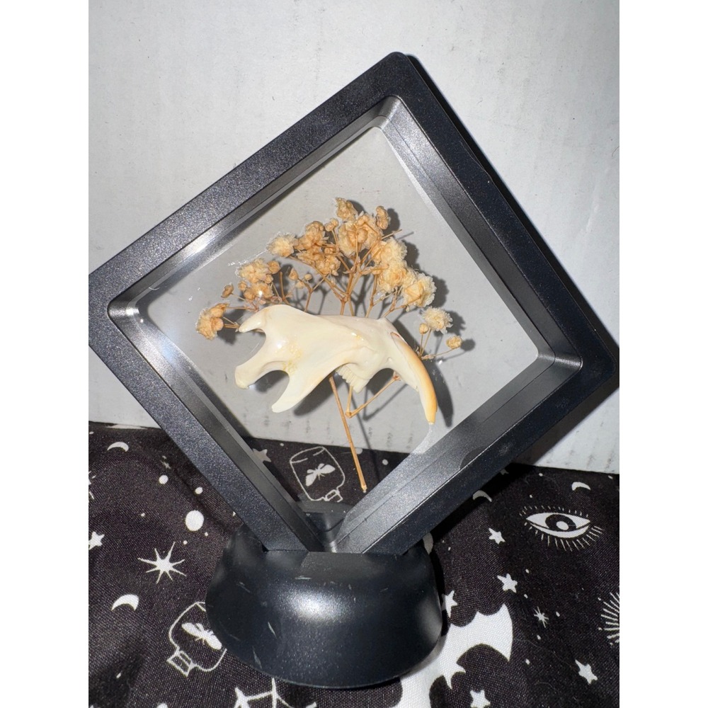 Muskrat jaw‎ floating frame taxidermy oddities art